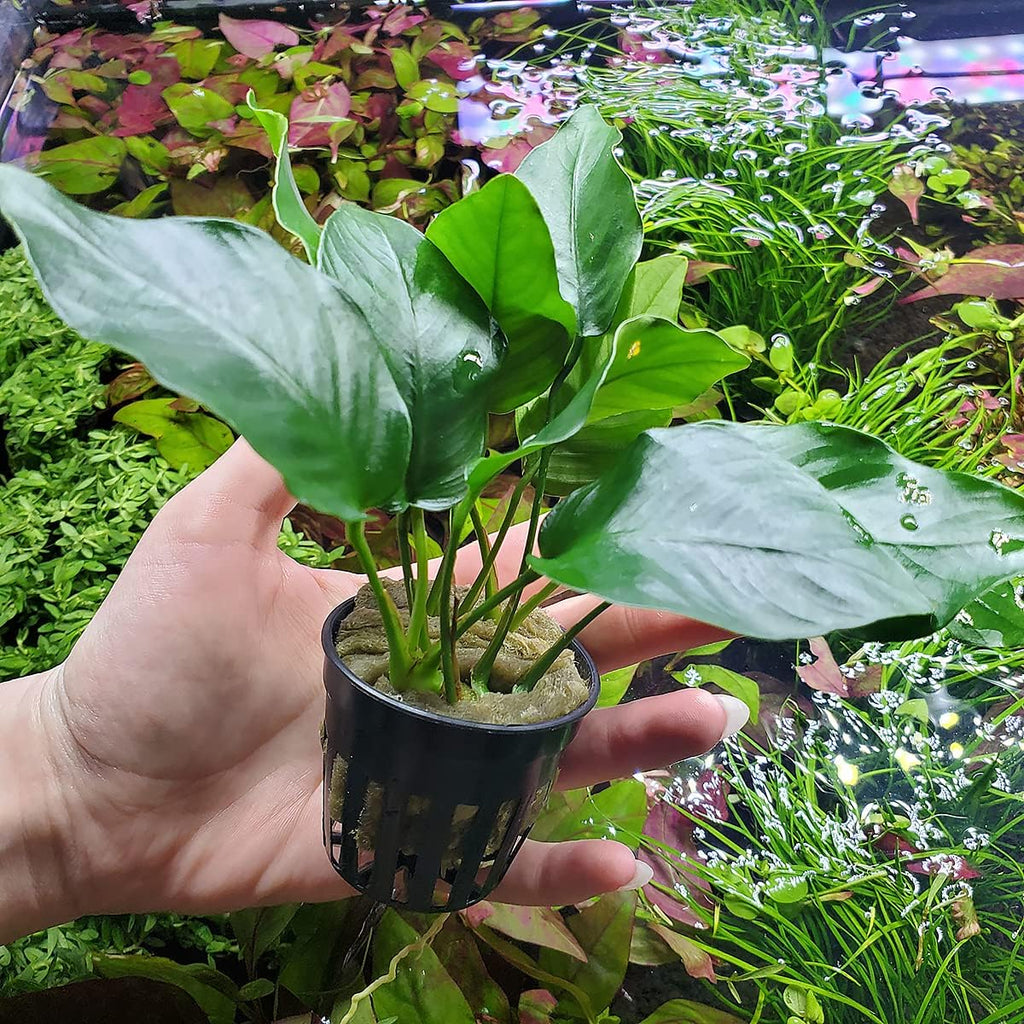 SubstrateSource Anubias Live Aquarium Plants - Potted Freshwater Plant for Fish Tanks, Terrariums - Beginner Friendly Low Light (Barteri, 5 Pots)