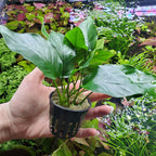 SubstrateSource Anubias Live Aquarium Plants - Potted Freshwater Plant for Fish Tanks, Terrariums - Beginner Friendly Low Light (Barteri, 1 Pot)