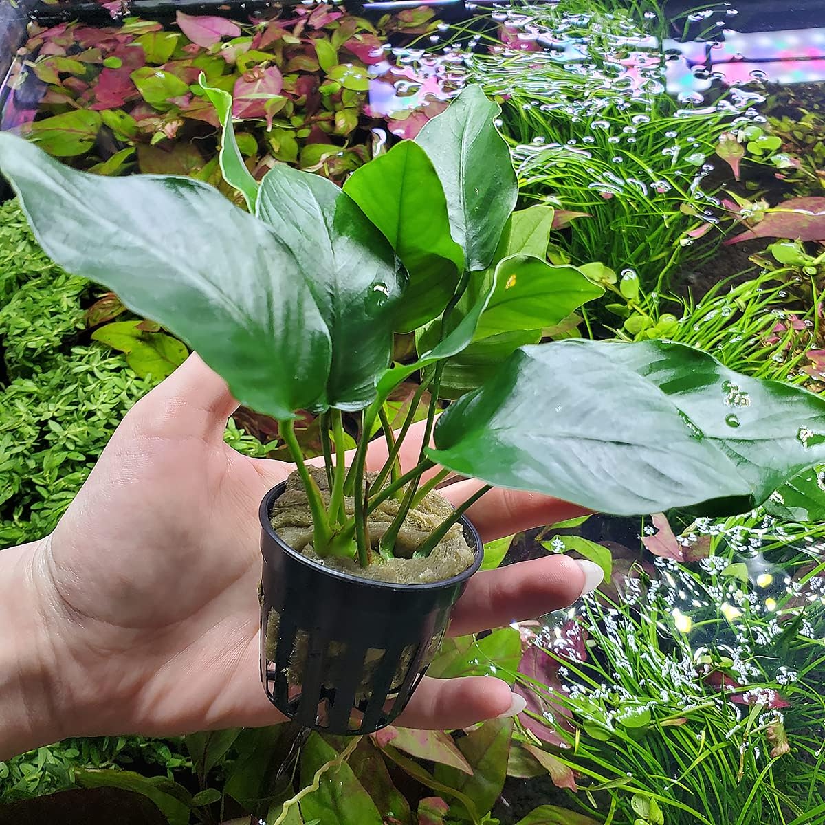 SubstrateSource Anubias Live Aquarium Plants - Potted Freshwater Plant for Fish Tanks, Terrariums - Beginner Friendly Low Light (Barteri, 1 Pot)