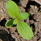 Seed Needs Sunflower Seeds for Planting The Original Crazy Blend | 1 Ounce 15+ Heirloom Varieties Open Pollinated & Untreated | Resealable Bulk Package Multicolored Blooms Flower Seeds