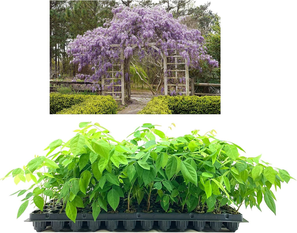 Amethyst Falls Wisteria Frutescens Vine | 3 Live Plants | Beautiful Drought Tolerant Fragrant Purple Flowering Vine