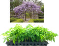 Amethyst Falls Wisteria Frutescens Vine | 3 Live Plants | Beautiful Drought Tolerant Fragrant Purple Flowering Vine