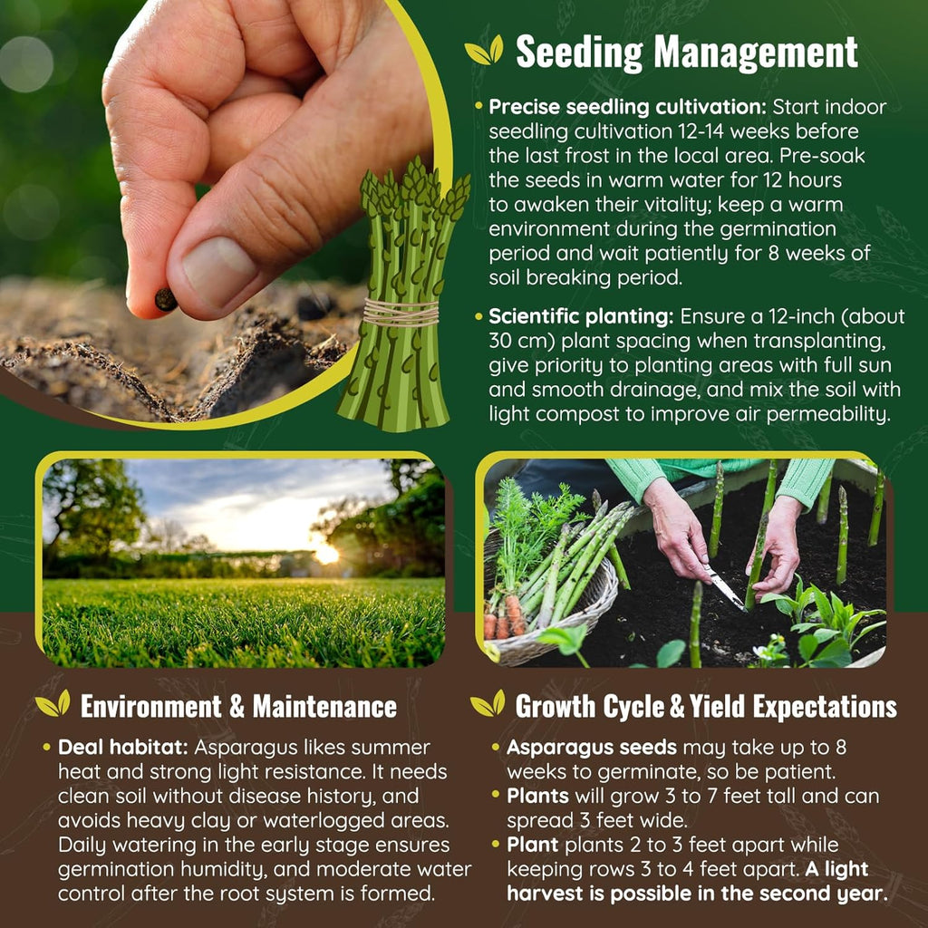 Mary Washington Asparagus Seeds - 900 Seeds, Non-GMO Heirloom Organic Seeds with Planting Instructions for Outdoor Home Gardens