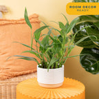 Costa Farms Live Pothos Plant, Indoor Plant Houseplant, Epipremnum Asplisimum, Rare Unique Indoor Trailing House Plant in 6-Inch Self-Watering Plants Pot, Potting Soil, Room and Home Decor