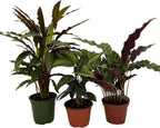 Calathea Assortment - 3 Pack in 4" Pots