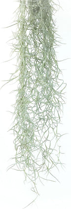 Thick Colombian Spanish Moss Live Strands with Wire Hook - Tillandsia Usneiodes - Live Tillandsia Succulent House Plants - Home and Garden Decor - Easy Care Indoor and Outdoor Plants