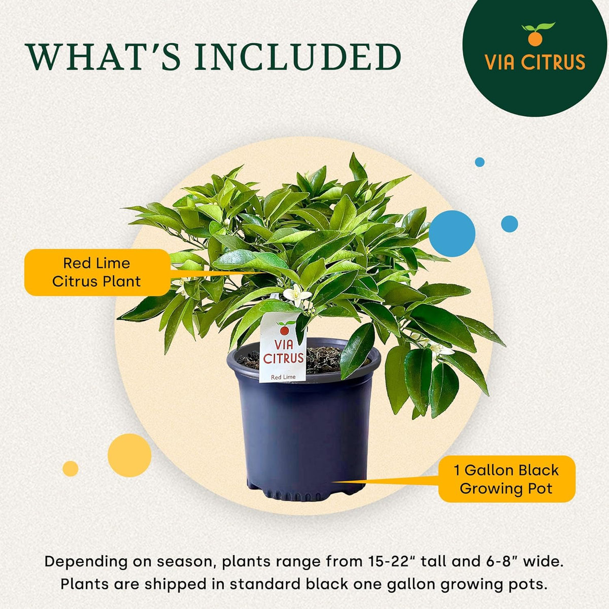 Red Lime Live Fruit Trees 8-12" Tall - Easy Indoor Plants Live Houseplants, No Shipping to CA, AZ,TX,LA - Outdoor Fruit Plants, Easy House Plant, Houseplant for Patio & Outdoor Planting by Via Citrus