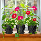 7 Inch Plant Pots Set of 5, Plastic Flower Pots with Drainage Holes and Trays, Planter Pot for Indoor Plants, Decorative Pots for Plants Indoor/Outdoor （Multicolor）