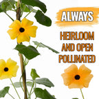 Seed Needs, Black-Eyed Susan Vine Seeds - 100 Heirloom Seeds for Planting Thunbergia alata - Annual Vining Flowers to Cover a Fence or Trellis (2 Packs)
