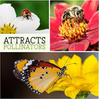 Seed Needs, Black Hollyhock Seeds - 100 Heirloom Seeds for Planting Alcea rosea - Great for Gothic Gardens, Open Pollinated Biennial That Attracts Pollinators (2 Packs)