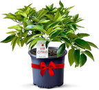 Red Lime Live Fruit Trees 8-12" Tall - Easy Indoor Plants Live Houseplants, No Shipping to CA, AZ,TX,LA - Outdoor Fruit Plants, Easy House Plant, Houseplant for Patio & Outdoor Planting by Via Citrus