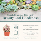 Shop Succulents Pastel Succulent Plant Pack Bulk Collection - Live Mini Succulent Plants, Low Maintenance, Bright & Serene Colors & Textures - Wedding and Party Favors, Gift & Garden, Pack of 16