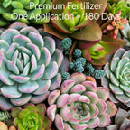 Leaves and Soul Succulent Fertilizer Pellets |13-11-11 Slow Release Pellets for All Cactus and Succulents | Multi-Purpose Blend & Gardening Supplies, No Fillers | 5.2 oz Resealable Packaging