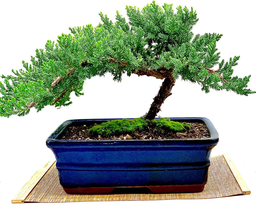 Live Dwarf Juniper Bonsai Tree 12+ Years Old with Bamboo mat| Juniper or Jade Bonsai Tree | Indoor/Outdoor | 100% Handcrafted| Home and Office Décor | Best Gift for Holiday (style3)