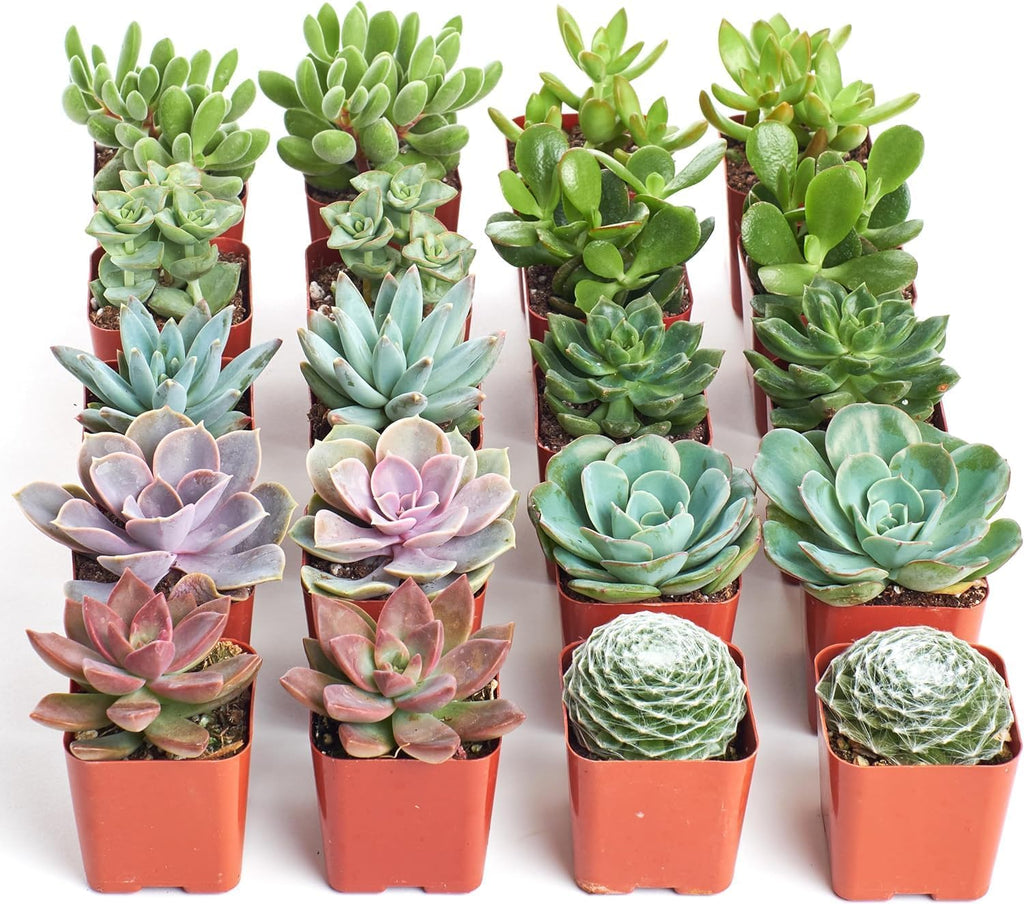 Shop Succulents Assorted Succulent Plant Pack Bulk Collection - Live Mini Succulent Plants, Low Maintenance, Mixture of Colors & Textures - Wedding and Party Favors, Gift & Garden, Pack of 20