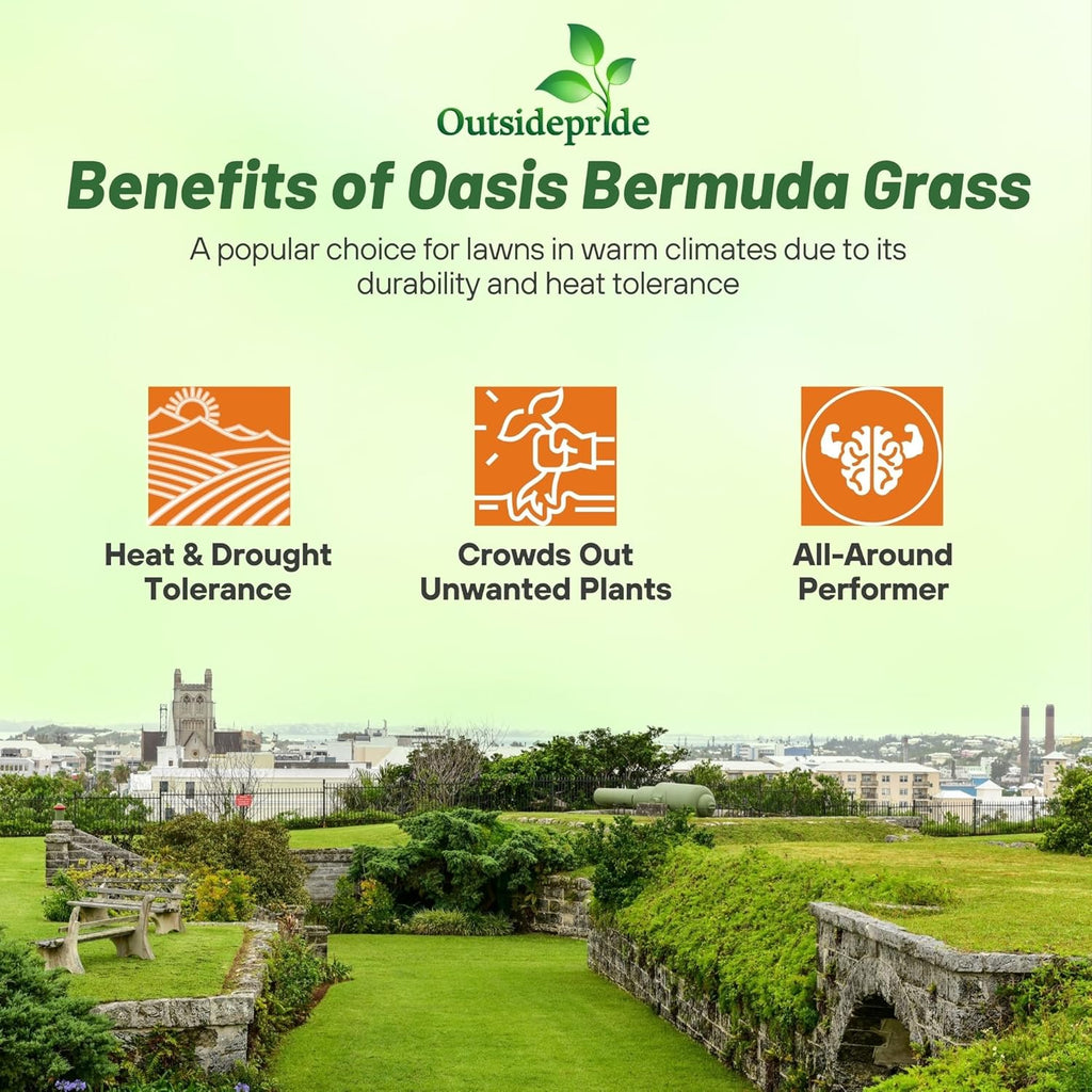 Outsidepride Oasis Bermuda Grass Seed - 25 lbs Warm Season, High Traffic, Heat Resistant, Drought-Tolerant, Low-Maintenance, Fast Growing Turf Grass for Lawn, Ideal for Sunny Areas, Thick Coverage