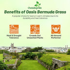 Outsidepride Oasis Bermuda Grass Seed - 25 lbs Warm Season, High Traffic, Heat Resistant, Drought-Tolerant, Low-Maintenance, Fast Growing Turf Grass for Lawn, Ideal for Sunny Areas, Thick Coverage