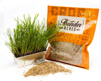 Thunder Acres Organic Winter Rye Seeds, Non-GMO (3 lb)