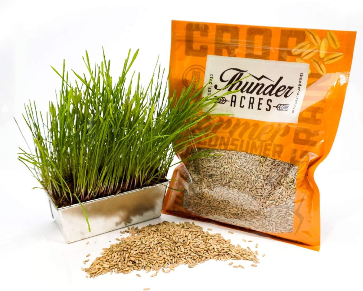Thunder Acres Organic Winter Rye Seeds, Non-GMO (5 lb)