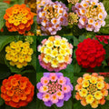 600 Lantana Flower Seeds – Colorful Perennial Seeds | Drought-Tolerant, Easy to Grow & Long-Blooming | Attracts Butterflies & Hummingbirds (600 Lantana Flower Seeds)