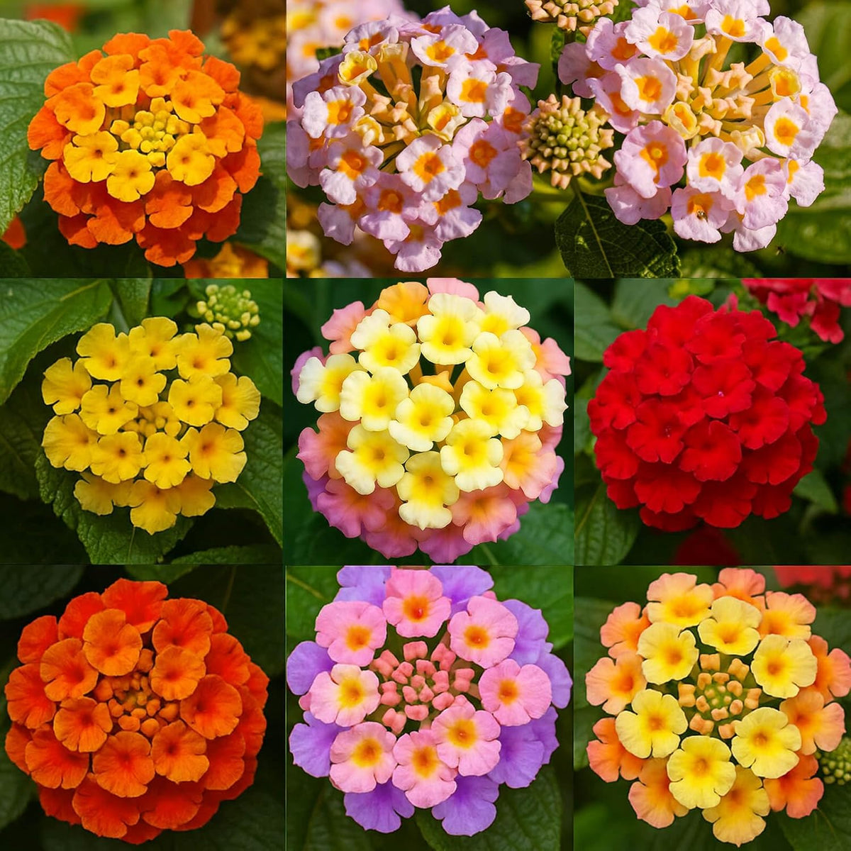 600 Lantana Flower Seeds – Colorful Perennial Seeds | Drought-Tolerant, Easy to Grow & Long-Blooming | Attracts Butterflies & Hummingbirds (600 Lantana Flower Seeds)