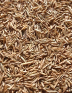 Perennial Ryegrass Seeds – 1 Pound Premium Quality Non-GMO Grass Seed for Lawns, Pastures, and Sports Fields