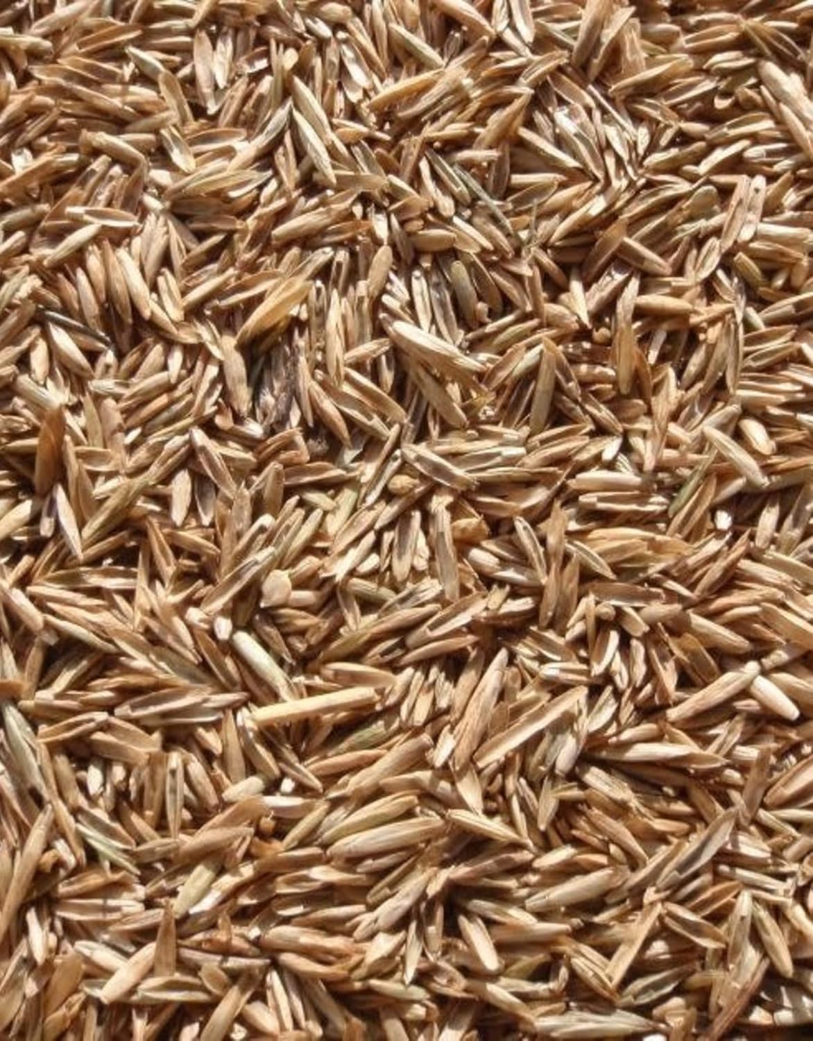 Perennial Ryegrass Seeds – 1 Pound Premium Quality Non-GMO Grass Seed for Lawns, Pastures, and Sports Fields