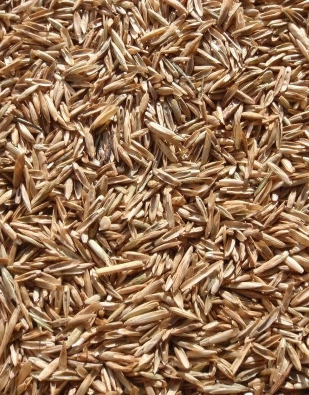 Perennial Ryegrass Seeds for Planting - Premium Quality Rye Grass Seed (3 Pounds)