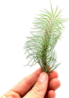 ragnaroc Air Plants - Colombian Tillandsia Funckiana, Large 5" - 1ct - Live Arrival Guaranteed - House Plants for Home Decor & Gift