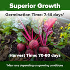 HOME GROWN Detroit Dark Red Beet Seeds 2 Pack(Beta vulgaris) 1000+𝗡𝗢𝗡-𝗚𝗠𝗢 𝗨𝗦𝗔 Heirloom Seeds with High Germination – Sweet,Nutrient-Rich Beets for Easy Planting in Garden Beds or Containers