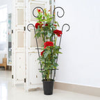 4 Pack 43'' Indoor Plant Trellis for Potted Plants Climbing, Outdoor Metal Garden Trellis Houseplants Flowers Vine Ivy, Wave Shape, Black