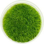 UNS Snail Free TC Utricularia Graminifolia (UG) - Medium to High Light, Bright Green Accent Aquatic Carnivorous Carpeting Plant, Foreground Placement - Tissue Culture, 1 Pack