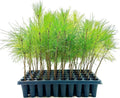 Slash Pine Tree | 3 Live Plants | Pinus Elliottii | Fast Growing Stately Shade Tree
