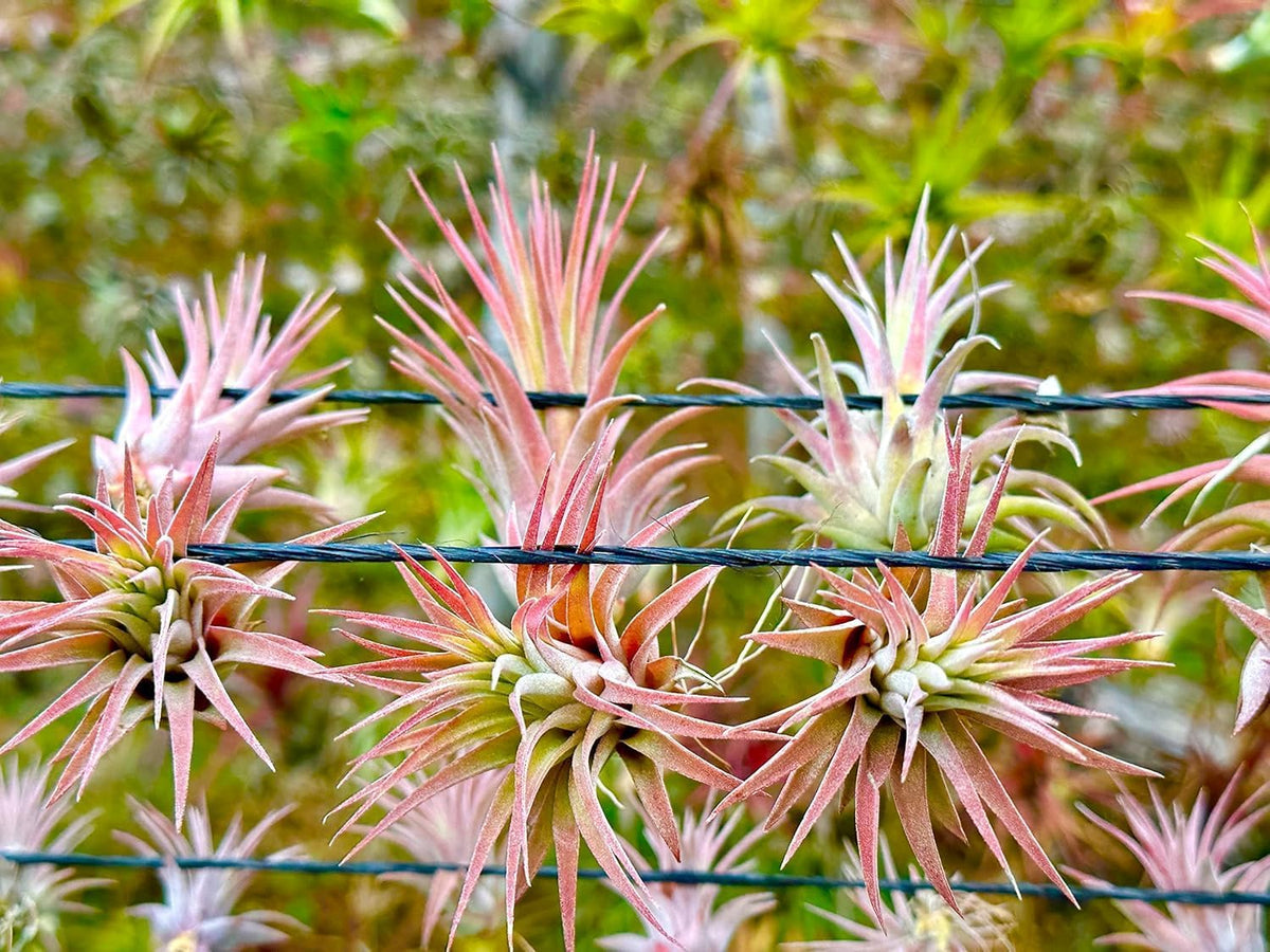 ragnaroc Air Plants - Tillandsia Ionantha Pack, Regular 1-3" - 5ct - Live Arrival Guaranteed - House Plants for Home Decor & Gift