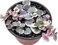 Live Succulent 4" Variegated String of Hearts, Succulents Plants Live, Succulent Plants Rooted, Hanging House Plant for Home Office Decoration, DIY Projects Party Favor Gift by The Succulent Cult