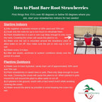 June Bearing Strawberry Plants - Bountiful Harvest of Strawberries in Spring to Summer! Bare Root June Bearing Strawberry Plants from Hand Picked Nursery (15)