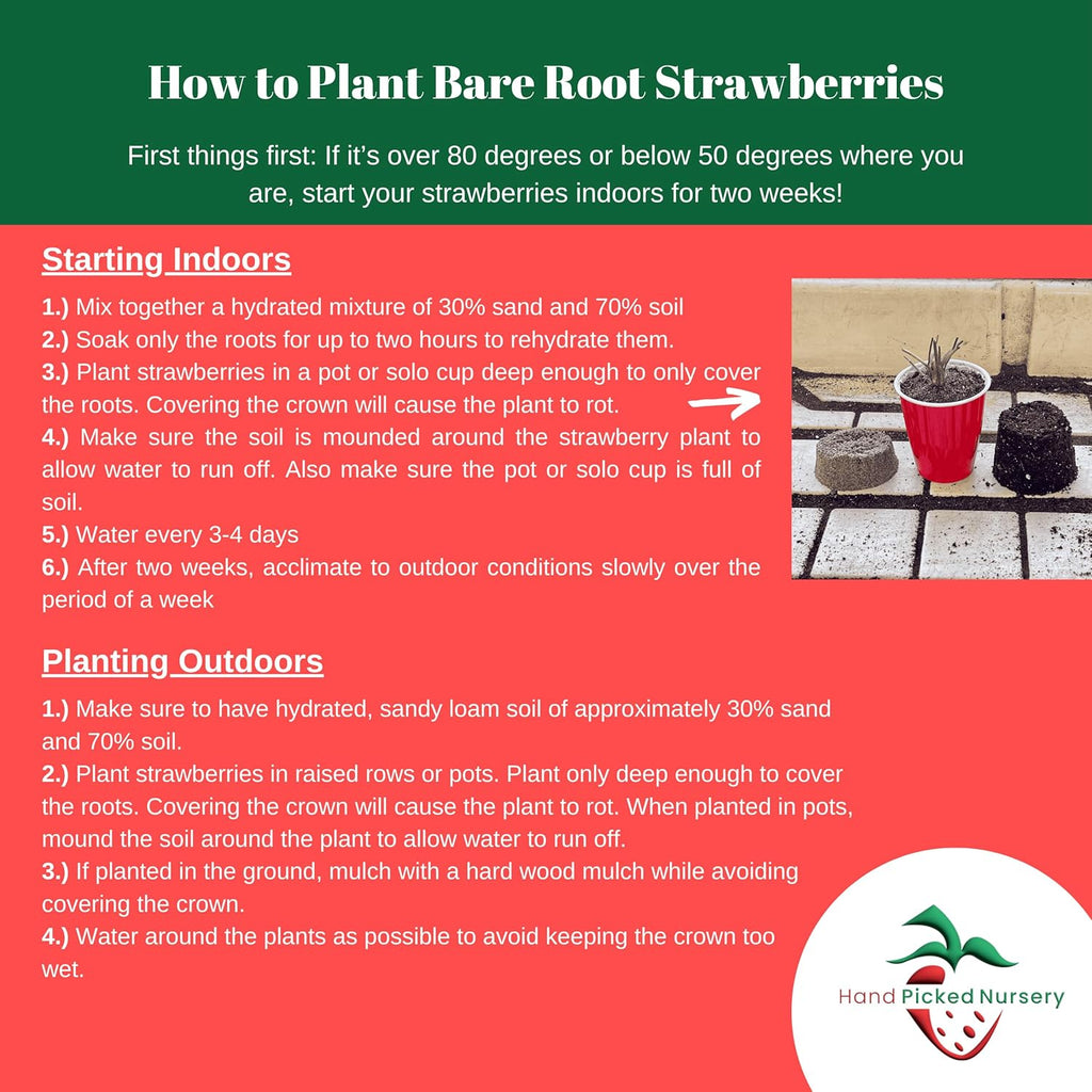 Seascape Strawberry Plants - Great for Planters - Day Neutral (Heavy Producer) - Bare Root Strawberry Plants from Hand Picked Nursery (25)