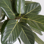 United Nursery Ficus Audrey – Standard Indoor Tree in 10” Grower Pot – 32–38 Inches Tall – Upright Green Ficus with Velvety Leaves – Low-Maintenance, Air-Purifying Plant for Home or Office