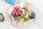 Lavender Colorful Tillandsia Air Plants - Long Lasting Color Enhanced Live Tillandsia Succulent House Plants - Home and Garden Decor - Easy Care Indoor and Outdoor Plants