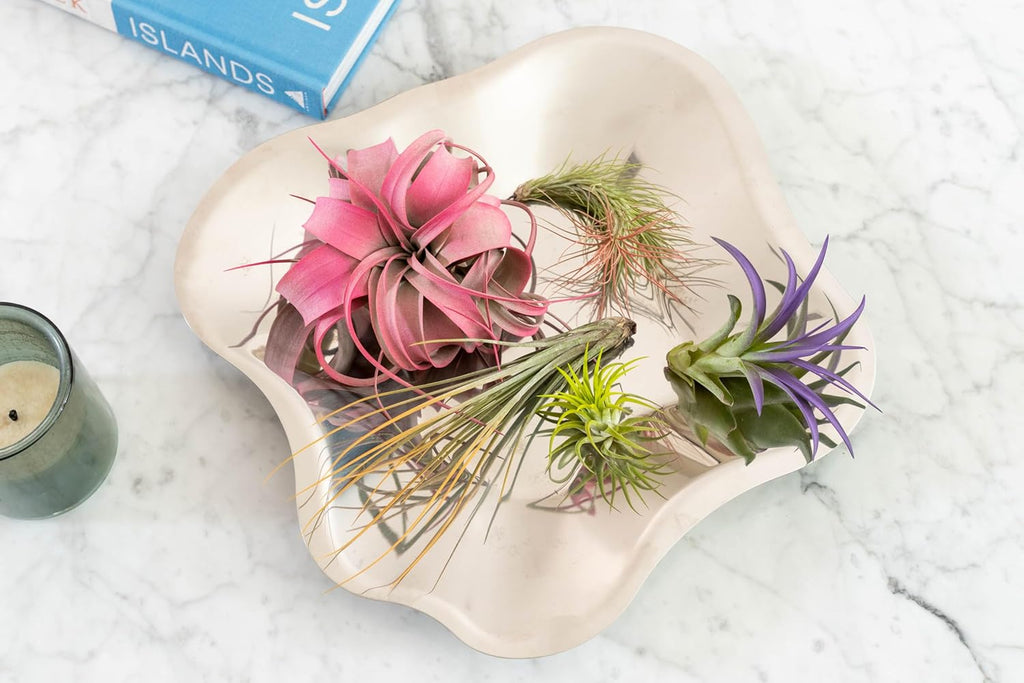 Fuchsia Colorful Tillandsia Air Plants - Long Lasting Color Enhanced Live Tillandsia Succulent House Plants - Home and Garden Decor - Easy Care Indoor/Outdoor Plants (Ionantha Rubra, Pack of 3)