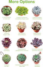 Live Succulent Donkey Tails, Approx 2-inch Large, Potted Succulents, Fully Rooted, Easy Care House Plants