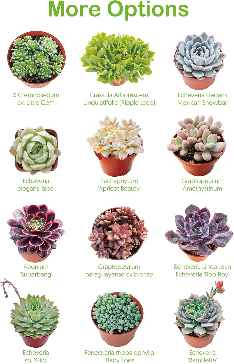 Live Succulents 'Bunny Ear Cactus' (4-inch), Succulent Plants Fully Rooted in Pots with Soil, Easy-Care House Plant for DIY, Home Office Decor, Wedding Party Favor