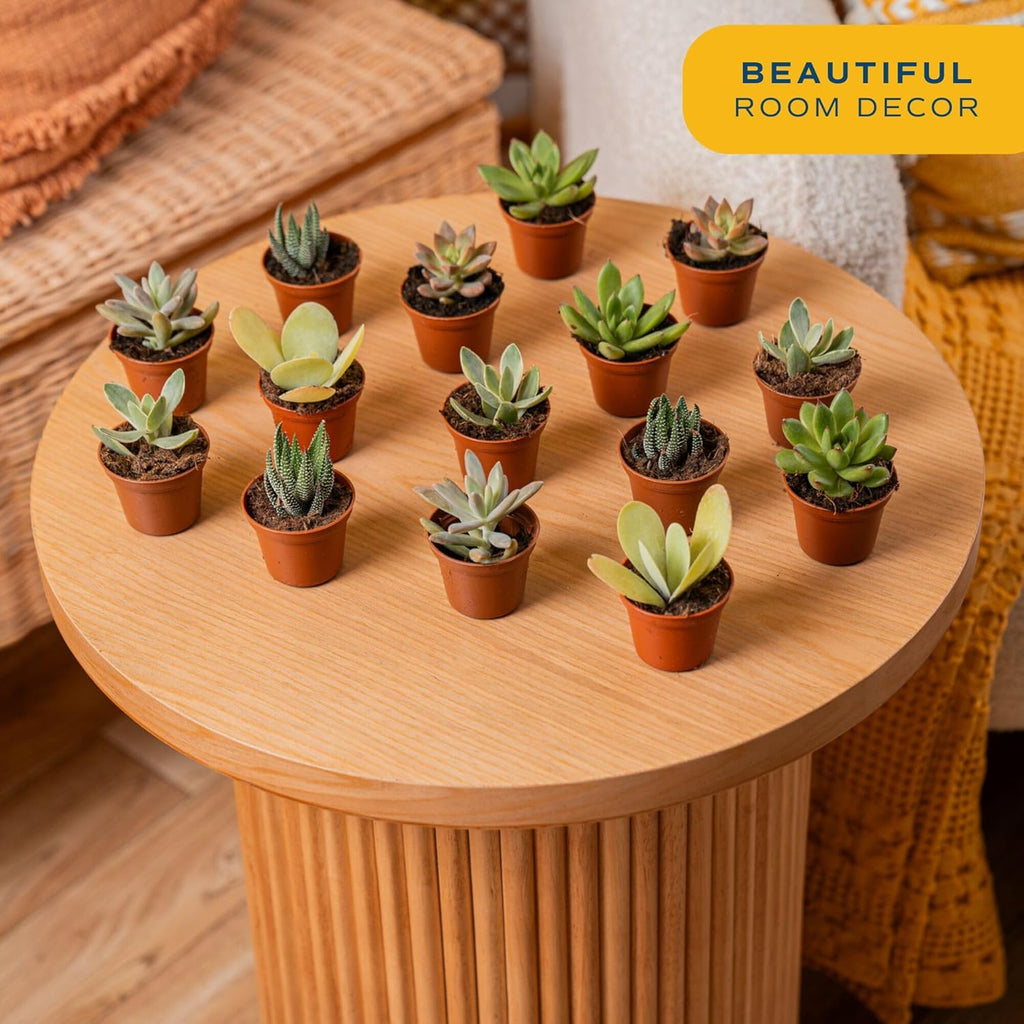 Costa Farms Mini Succulent Live Plants in Plastic Pots, Easy to Maintain Indoor Succulents, Assorted Variety Houseplants for Room Decor, House Warming or Party Favors, 2-3.5 Inches Tall, Pack of 100