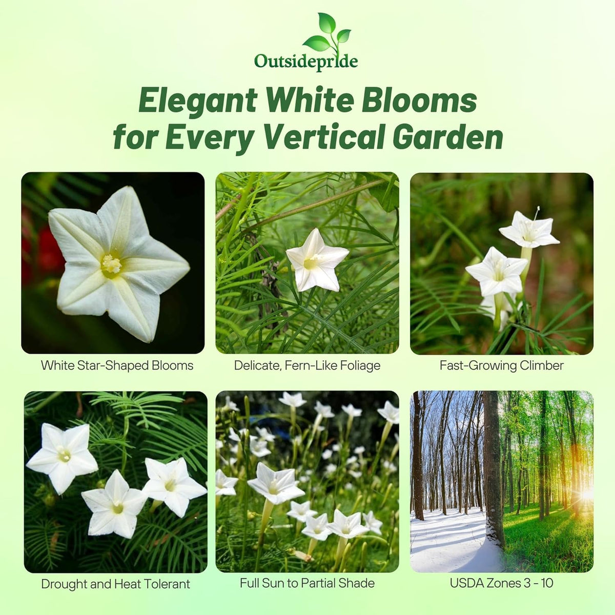Outsidepride White Cypress Vine Seeds - 100 Pcs Annual Flower Seeds with Nectar-Rich, Star-Shaped Flowers & Feathery, Fern-Like Leaves for Fences, Trellises, Pergolas & Vertical Gardens