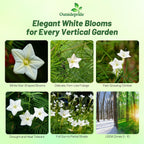 Outsidepride White Cypress Vine Seeds - 200 Pcs Annual Flower Seeds with Nectar-Rich, Star-Shaped Flowers & Feathery, Fern-Like Leaves for Fences, Trellises, Pergolas & Vertical Gardens