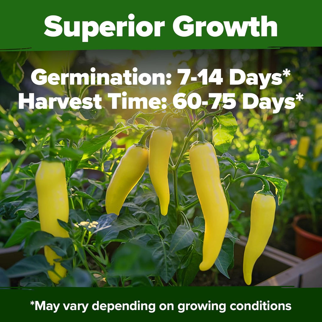 HOME GROWN 𝗨𝗦𝗔 𝗣𝗥𝗘𝗠𝗜𝗨𝗠 Banana Pepper Seeds Pack – 94 𝗡𝗢𝗡-𝗚𝗠𝗢 Heirloom Vegetable Seeds – High Germination Sweet Peppers for Planting Indoors or Outdoor Garden (Capsicum annuum) (1pack)
