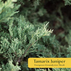 4 Tamarix Juniper in 3.5" Nursery Cubes | Juniperus Sabina ‘Tamariscifolia’ | Dense, Low-Maintenance Evergreen Shrub with Fine, Feathery Foliage | Ready-to-Plant Live Starters