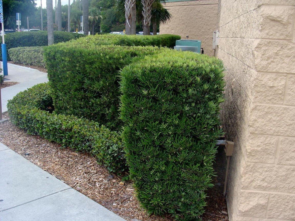 Podocarpus Japanese Yew | 40 Live Plants | Podocarpus Macrophyllus | Evergreen Shrub, Low Maintenance, Drought Tolerant, Privacy Screen Landscaping, Fast Growing, Ornamental Foliage