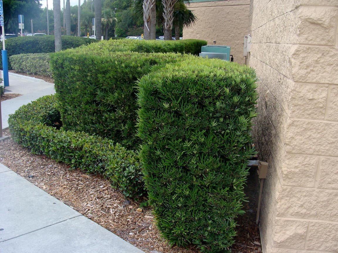 Podocarpus Japanese Yew | 40 Live Plants | Podocarpus Macrophyllus | Evergreen Shrub, Low Maintenance, Drought Tolerant, Privacy Screen Landscaping, Fast Growing, Ornamental Foliage