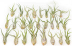 Tillandsia Caput Medusae Air Plants - Live Succulent House Plants - Available in Wholesale and Bulk - Home and Garden Decor - Easy Care Indoor/Outdoor Air Plant (Pack of 50)